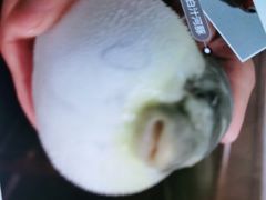 -肆月河豚·新淮扬(金融街店)