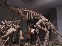 -自贡恐龙博物馆