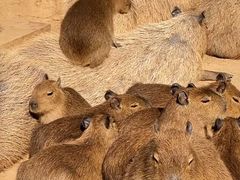 -北京野生动物园