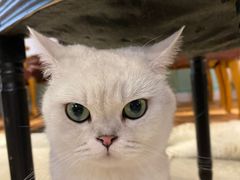 -猫小院猫主题餐厅(三里屯店)