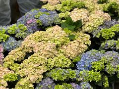 -龙大花卉苗木市场