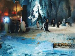 -帝企鹅自助餐厅•儿童岛•真企鹅(长隆企鹅酒店)