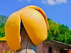 -广州市流溪河国家森林公园