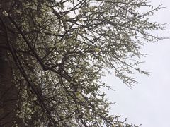 iphone_upload_pic-香雪海