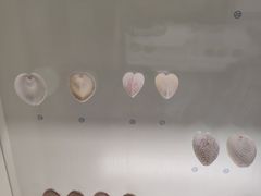 -青岛贝壳博物馆