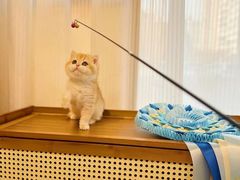 -猫十亿·布偶金渐层·曼基康矮脚猫舍(青年路店)