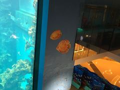 -乐从天佑城海洋馆