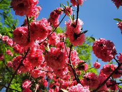 -海棠花溪(元大都城垣遗址公园)