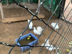 -大鹅岛绿色生态美食园