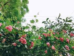 -石井坡(地铁站)