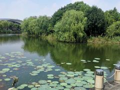 -新江湾城公园