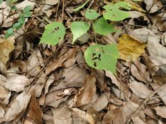 -杭州半山国家森林公园