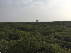 -北海金海湾红树林生态旅游区