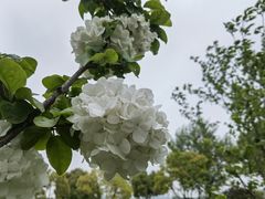-羊山湖公园