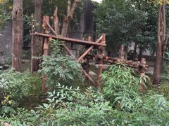 -成都大熊猫繁育研究基地