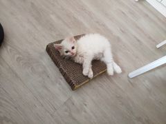 -美联众合宠物医院·爱萌分院·内外科·猫科中心