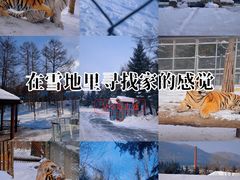 -横道河子东北虎林园