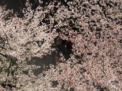 -武汉大学-樱园