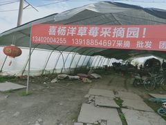 -喜杨洋草莓采摘园