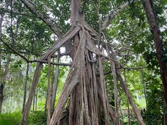 -中国科学院西双版纳热带植物园