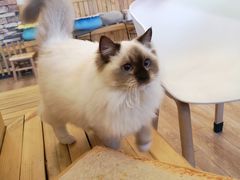 -猫的茶·猫咖