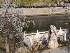 -桃花堤公园