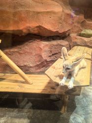 -Zoolung Zoolung动物主题公园(海信广场店)