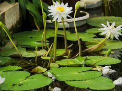 -国家植物园南园