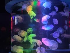 -太平洋海底世界