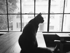 -more than meow吴止猫主题餐厅(承德 中船汇店)