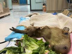 -嘉馨宠物医院·CT影像转诊·心脏科·犬猫全科诊疗中心(下沙大学城院区)