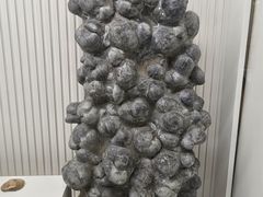 -青岛贝壳博物馆