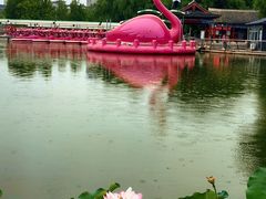 -莲花池公园