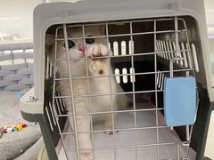 -lincat·猫舍(广州店)