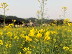 -红山村