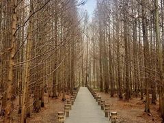 -桤木河湿地公园