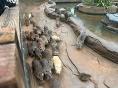 -海南热带野生动植物园