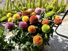 -广州莲花山旅游区