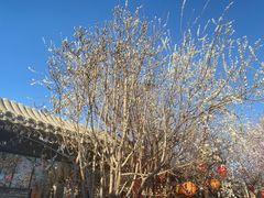-春风习习