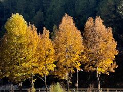 -泸沽湖国家级风景名胜区走婚桥