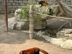 -上海野生动物园