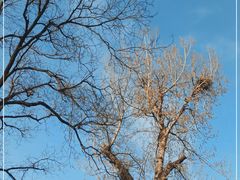 -北京大学燕东园