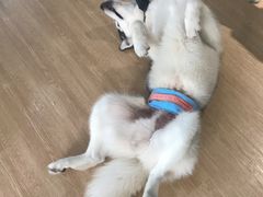 -Husky Go! 哈士奇体验馆·宠物咖啡厅狗咖