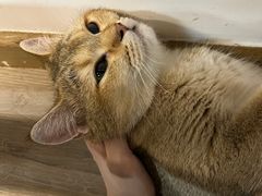 -柴迷FANS CLUB·柴犬狗咖·猫咖