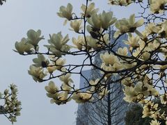 -陆家嘴中心绿地