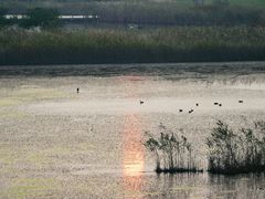 -盐城丹顶鹤湿地生态旅游区
