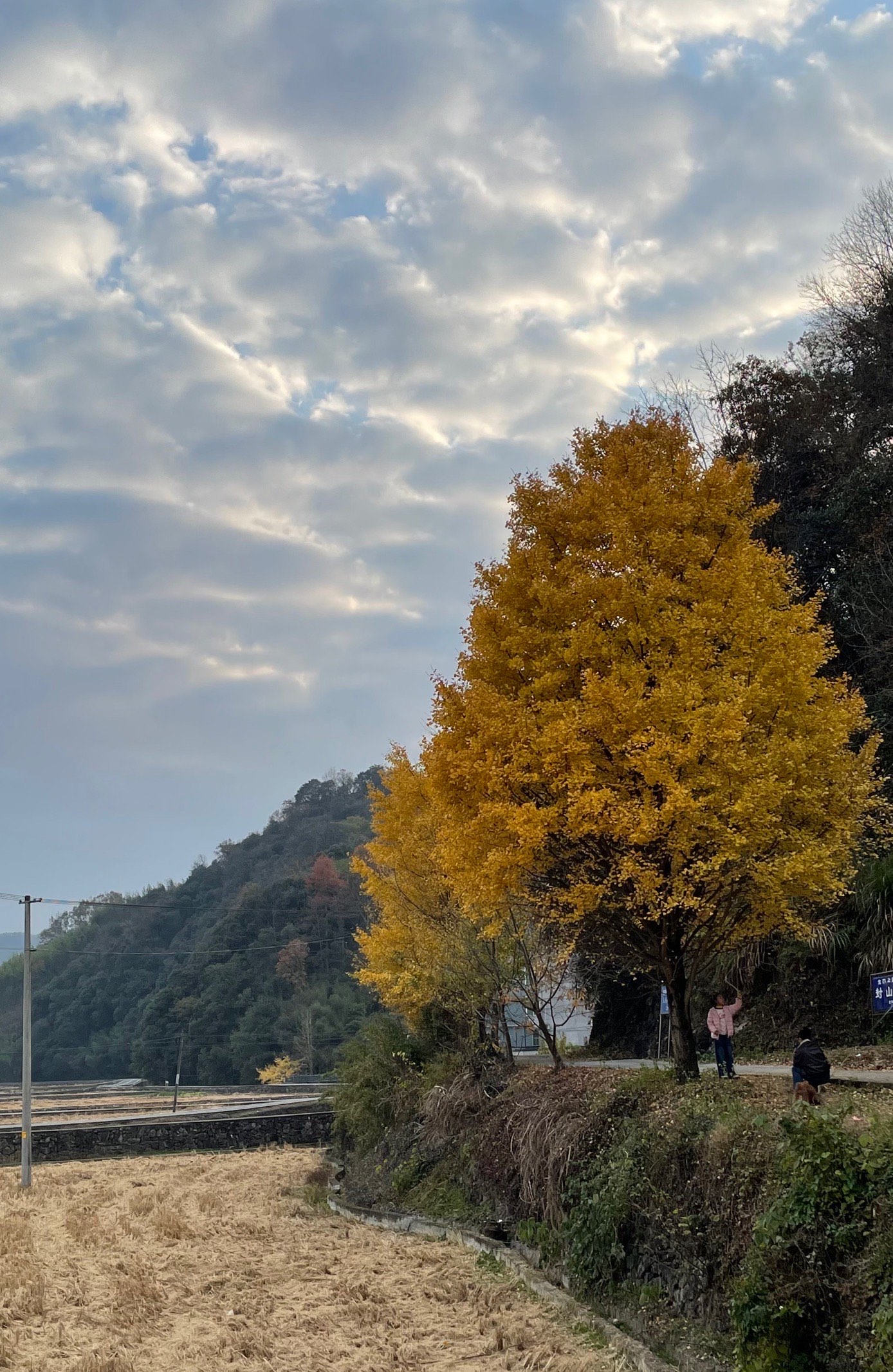 富阳银杏图片