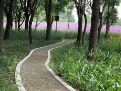 -同里国家湿地公园