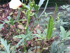 -上海佘山国家森林公园天马山园