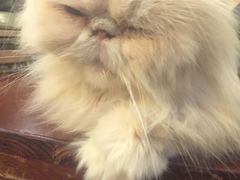 -猫色咖啡·猫咖